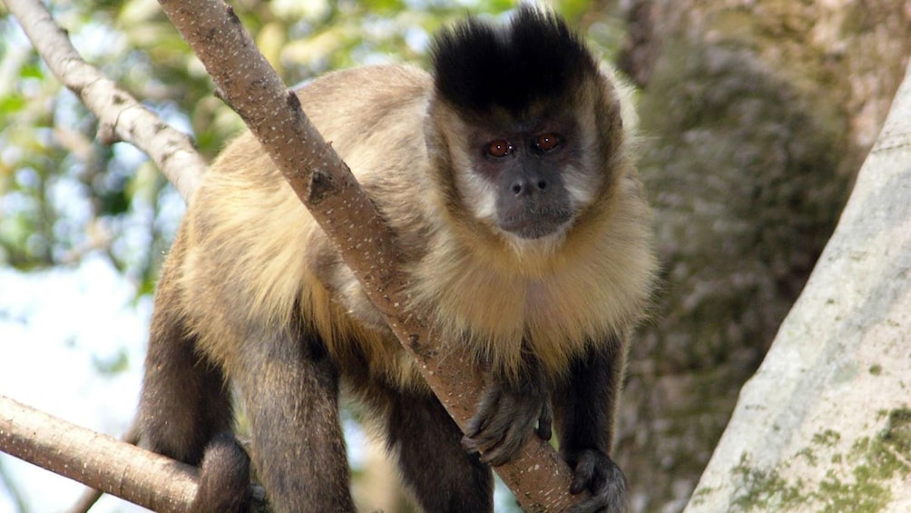 Monkey in a tree in Sao Paulo