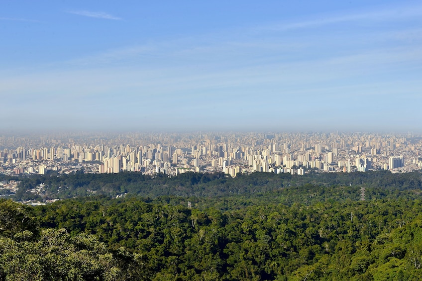 Private Atlantic Forest Eco Tour at Cantareira State Park