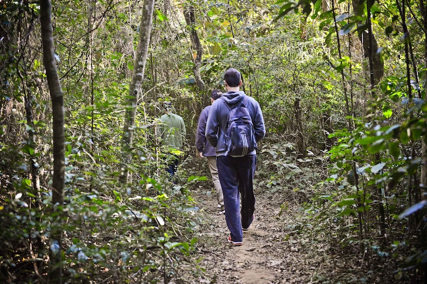 Private Atlantic Forest Eco Tour at Cantareira State Park