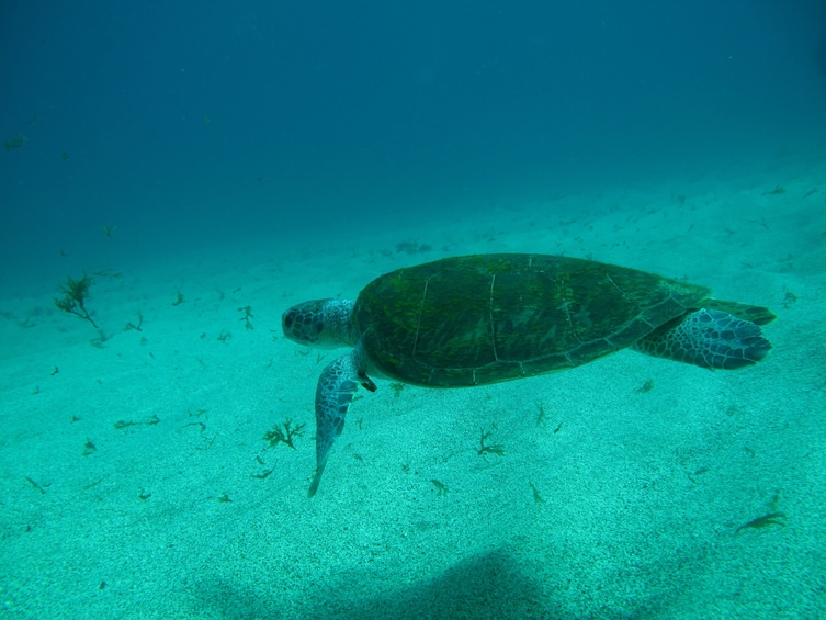 Paraty Bay Certified Scuba-Diving Experience