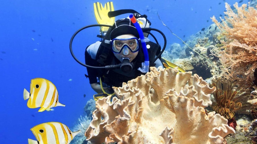 Scuba diver swimming near the coral reef in Paraty