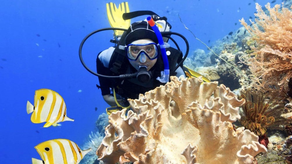 Scuba diver swimming near the coral reef in Paraty