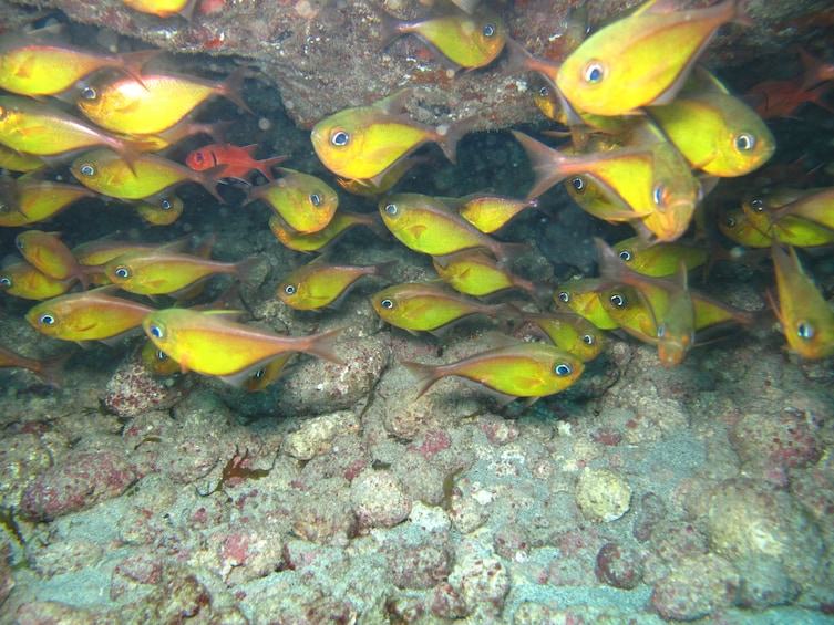 Paraty Bay Certified Scuba-Diving Experience
