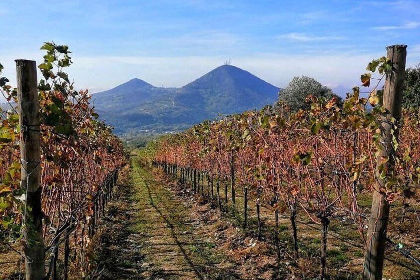 From Venice: Wine Tour in the Euganean Hills