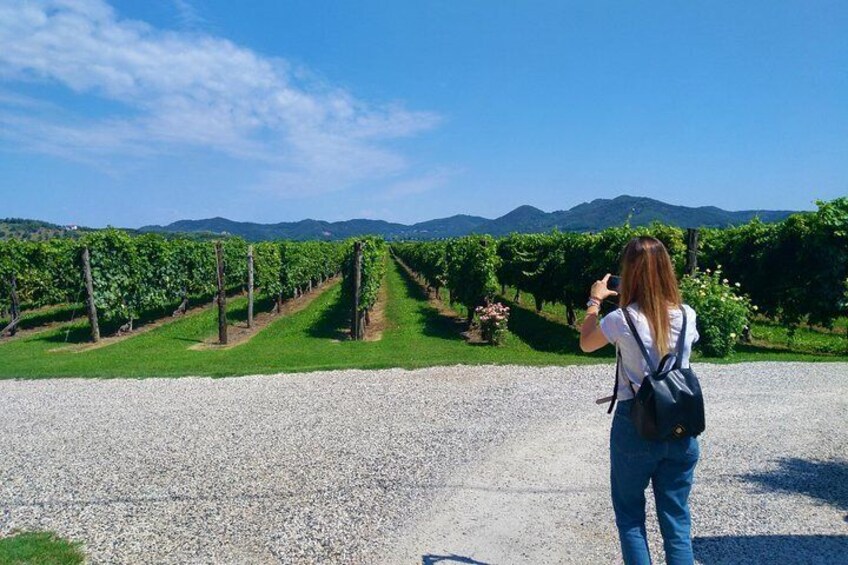 From Venice: Wine Tour in the Euganean Hills