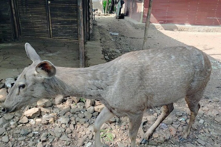 Deer in Kanheri Caves