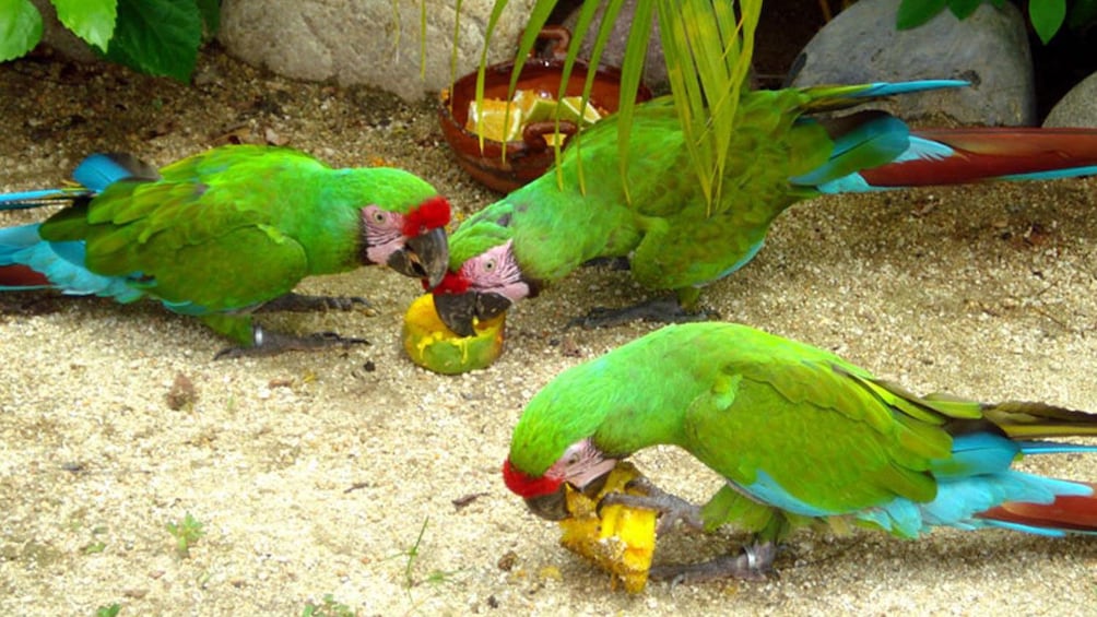 Parrots feasting on fruit