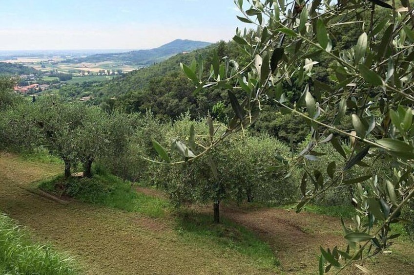 Olive Oil & Wine in the Euganean Hills