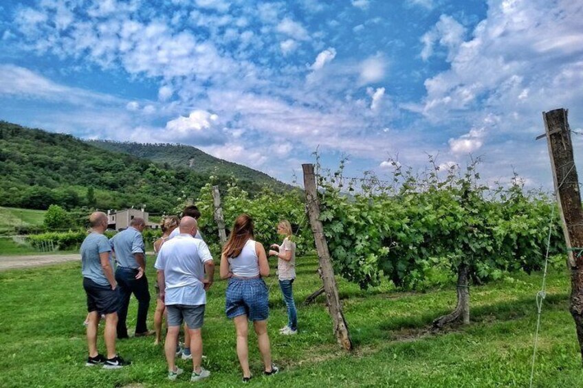 Olive Oil & Wine in the Euganean Hills