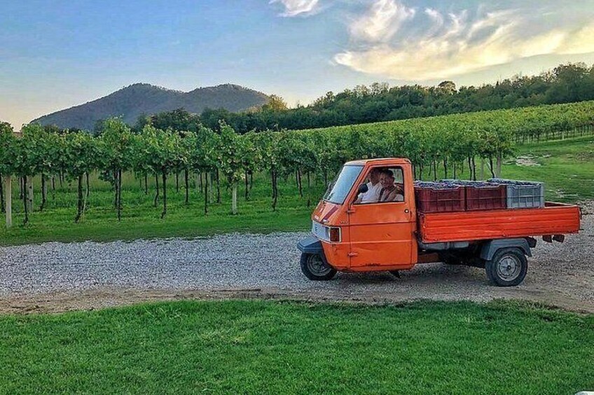 Olive Oil & Wine in the Euganean Hills