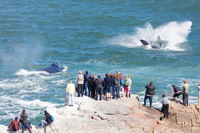 Whale Wonders: Majestic Marine Adventures in Hermanus