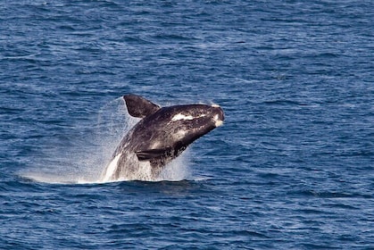 Whale Wonders: Majestic Marine Adventures in Hermanus