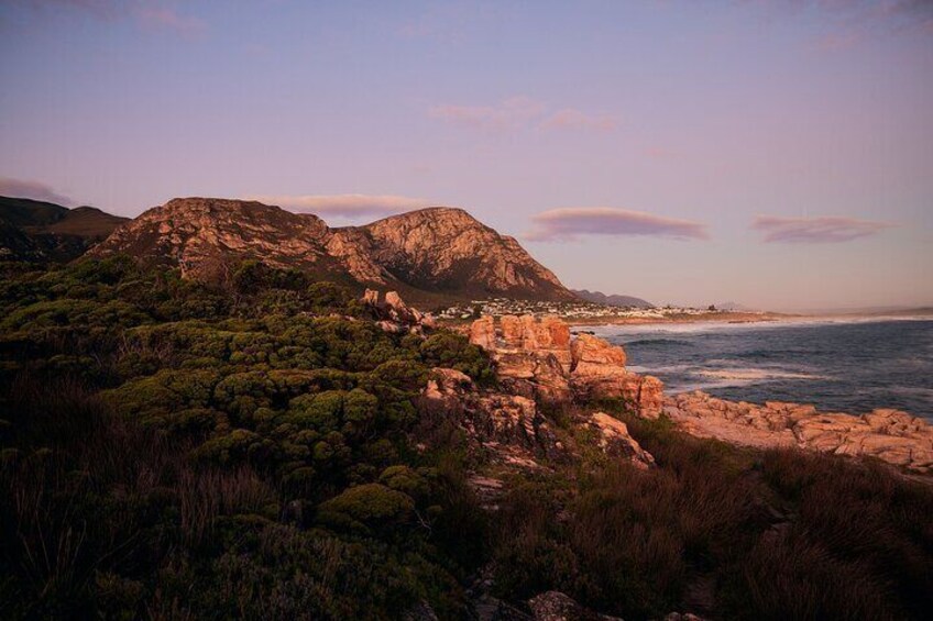 Whale Wonders: Majestic Marine Adventures in Hermanus