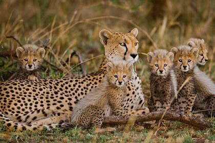 Cheetah encounter and Cape Wine lands Tour.