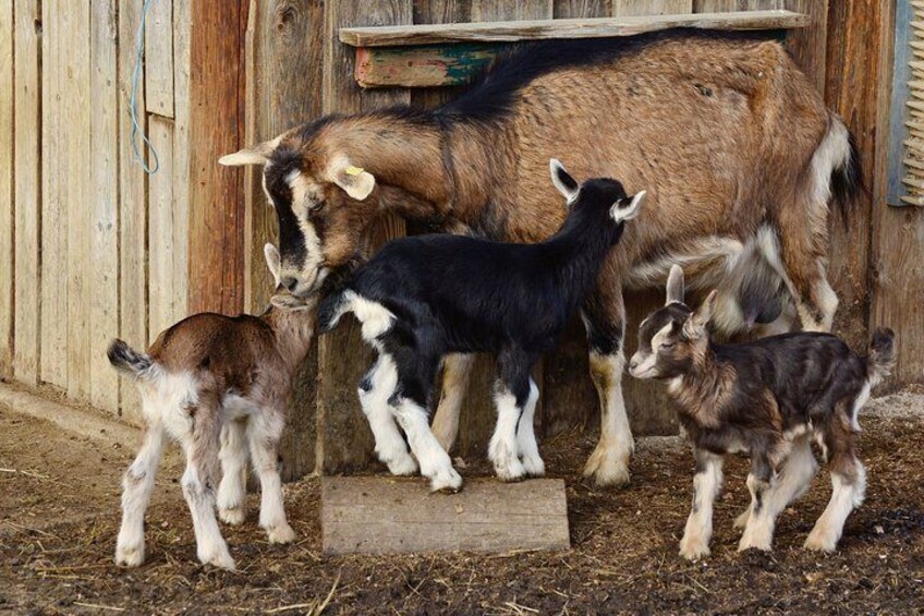 Goat eco-farm