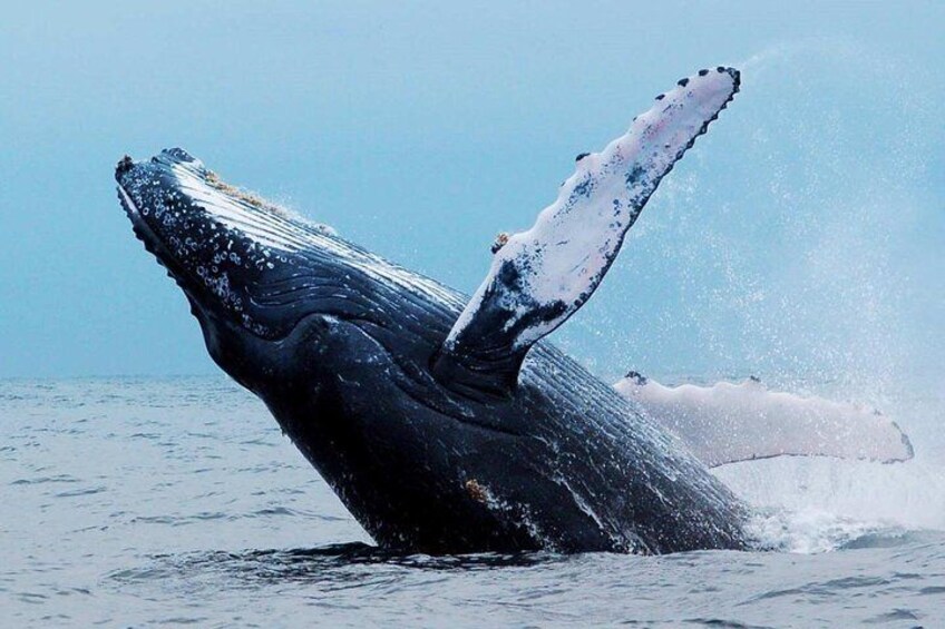 Whale Watching Boat Trip in Hermanus