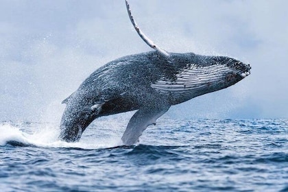 Whale Watching Boat Trip in Hermanus (between June to November)