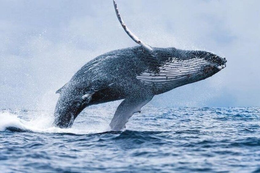 Whale Watching Boat Trip in Hermanus