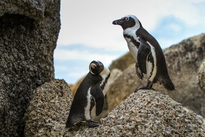 Cape Peninsula and Boulders Beach Penguins from Cape Town - Private Tour Guide