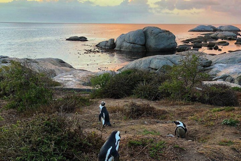 Cape Town Peninsula Private Tour