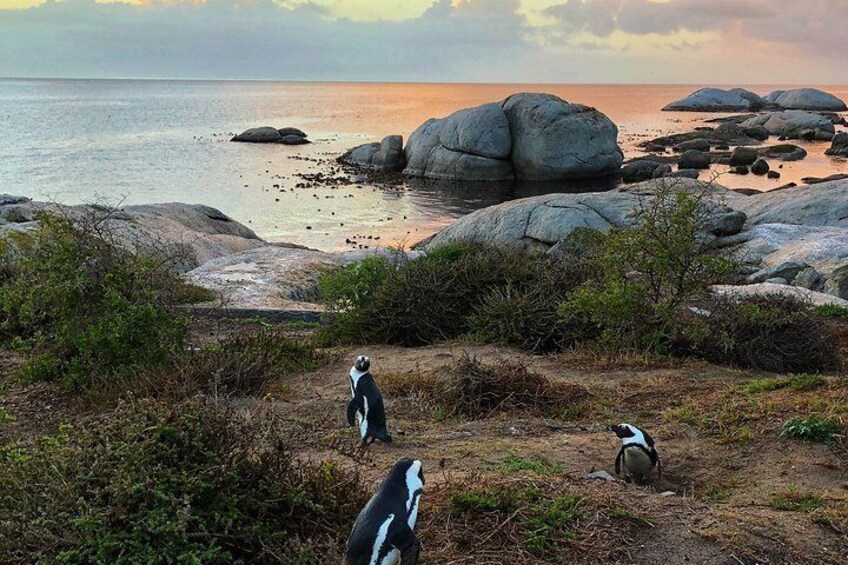 Cape Town Peninsula Private Tour