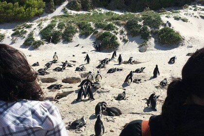 Cape of Good Hope and Boulders beach full day tour