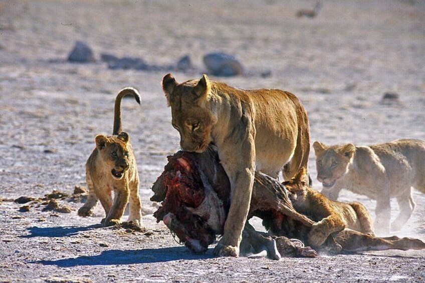 Lion Kill