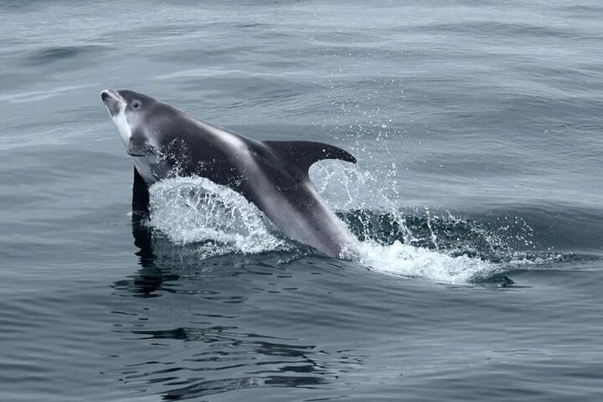 (Cape Town Private Tour ) Whale Watching Combo on Boat