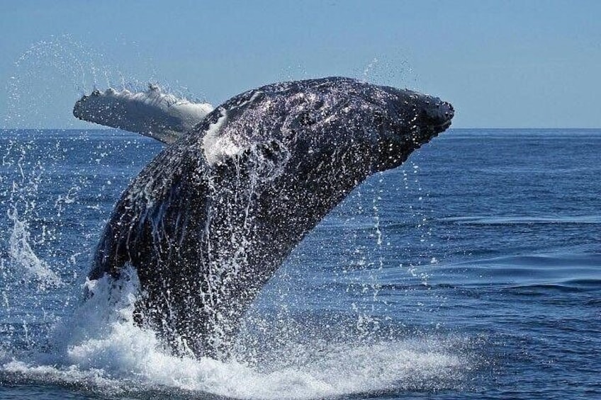 (Cape Town Private Tour ) Whale Watching Combo on Boat