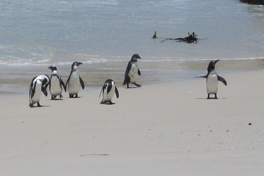 (Cape Town Private Tour ) Whale Watching Combo on Boat