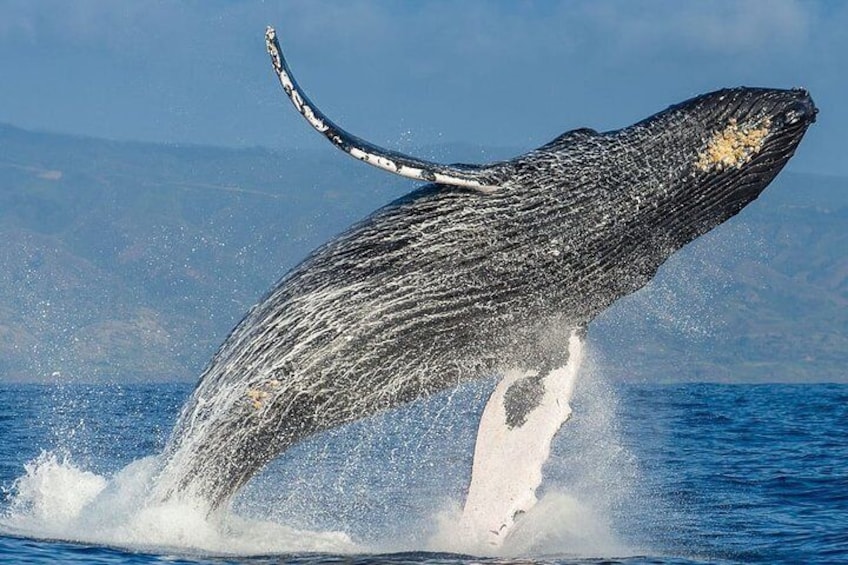 (Cape Town Private Tour ) Whale Watching Combo on Boat
