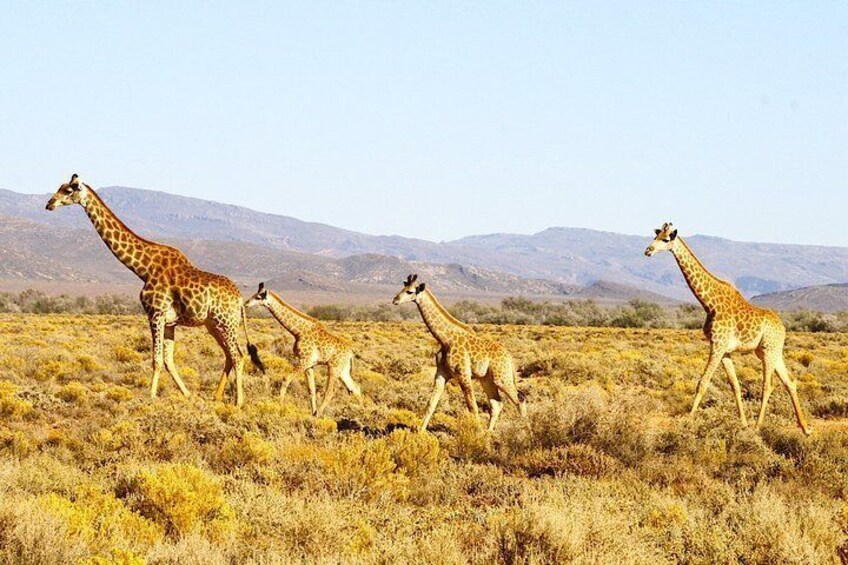 4 Day Cape Town Essential Tours & Overnight Big 5 Safari At Inverdoorn