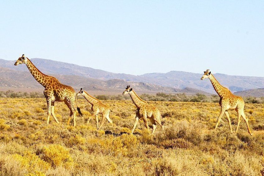 4 Day Cape Town Essential Tours & Overnight Big 5 Safari At Inverdoorn
