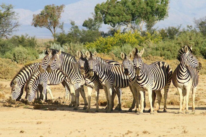 4 Day Cape Town Essential Tours & Overnight Big 5 Safari At Inverdoorn