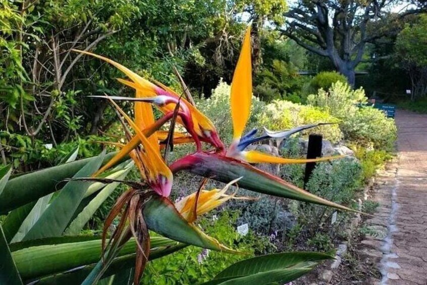 Shared: Cape Winelands, Cheetah Outreach & Kisternbosch Botanical Gardens Tour,
