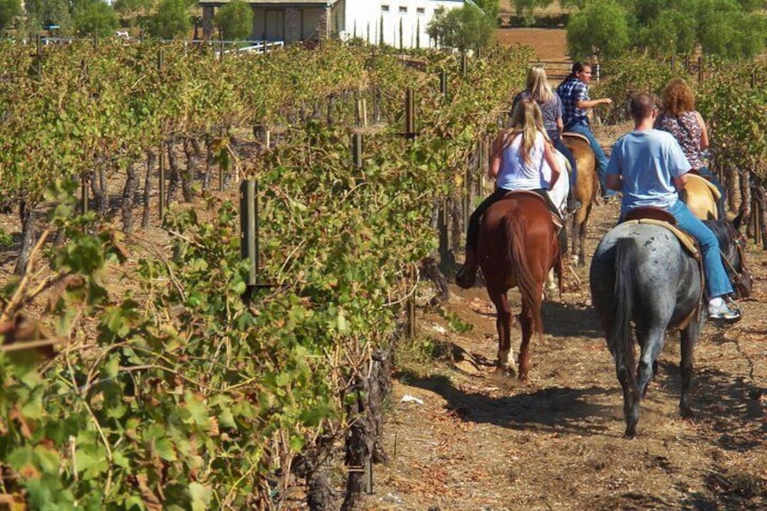 Tuscany: Horseback Riding Adventure with lunch in a Winery of San Gimignano