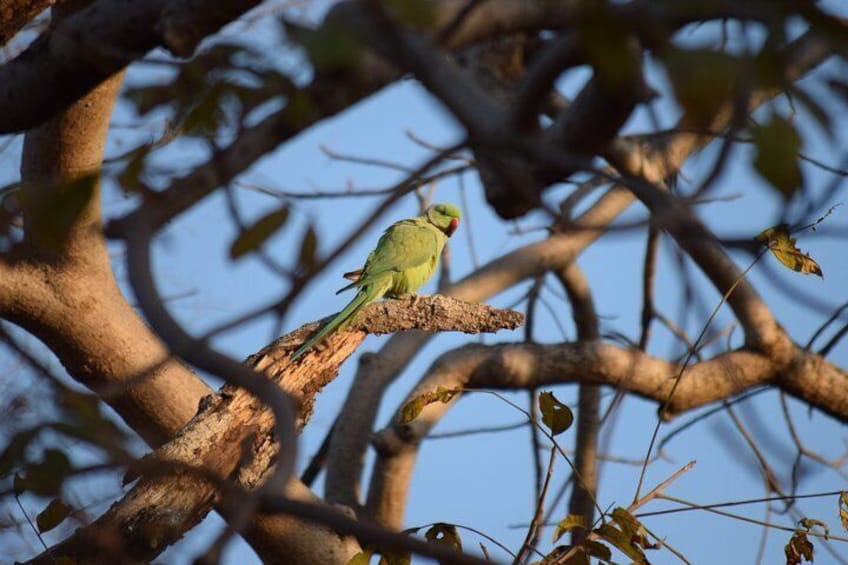 Day Trip to Ranthambore Tiger Safari from Jaipur