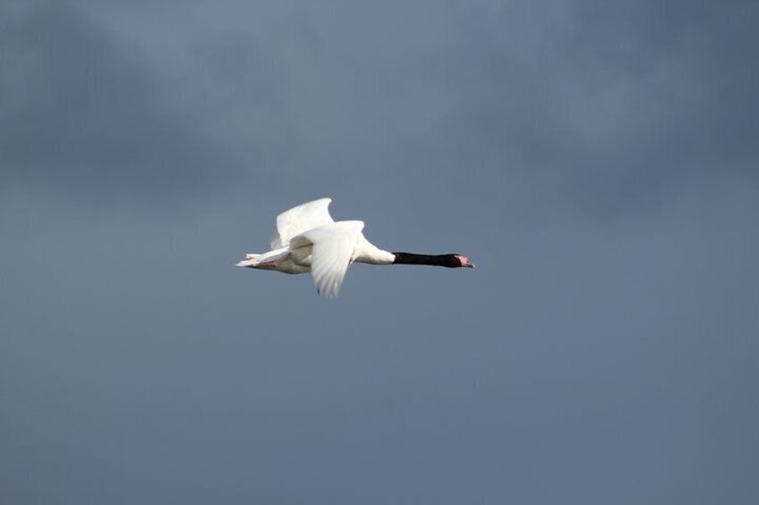 Black-necked swan ... you must hear its flight.