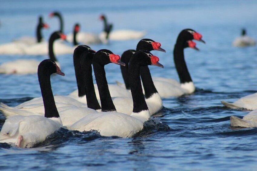 Black-necked swans, endemic to Punucapa