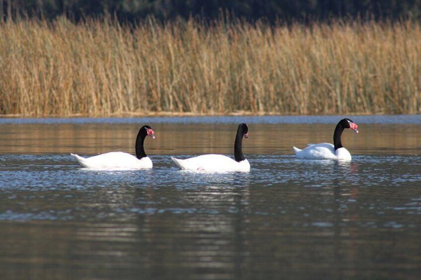 Black necked swans