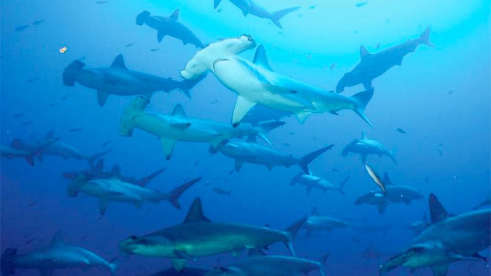 Underwater at Tortuga Beach in Galapagos 