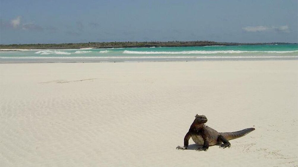 Show item 3 of 4. Tortuga Beach in Galapagos
