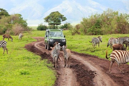 Tanzania Family Holiday; 8-Days Lodge Safari