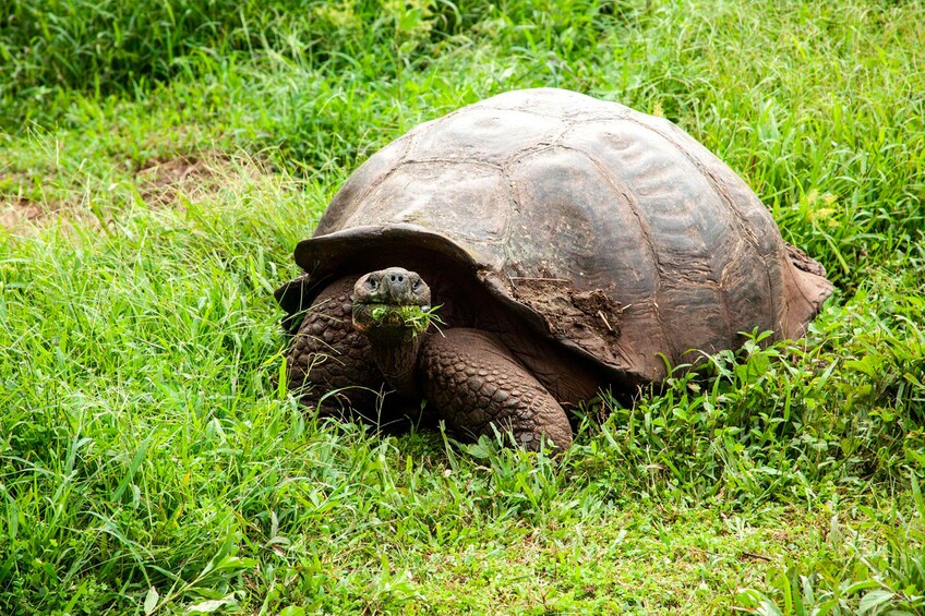 Show item 2 of 8. 4-Day Galápagos Islands Flash Tour with 3-Star Hotel