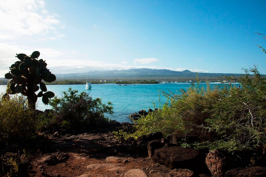 Show item 5 of 8. 4-Day Galápagos Islands Flash Tour with 3-Star Hotel