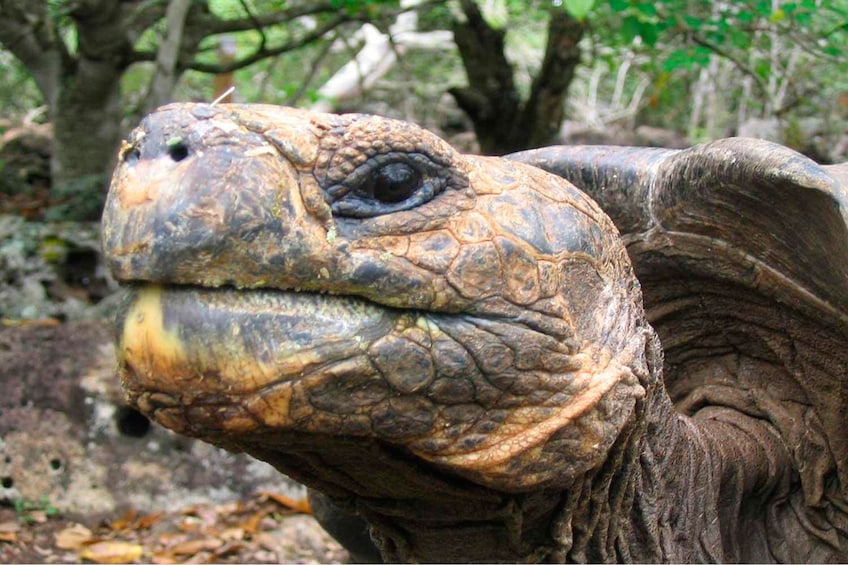 Show item 4 of 8. 4-Day Galápagos Islands Flash Tour with 3-Star Hotel