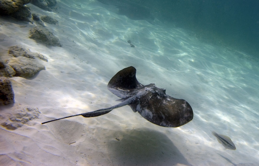 Glass-bottom Catamaran with Snorkeling, Stingrays & Sharks