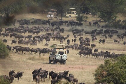 7 Days The Great Migration in Serengeti National Park, Tanzania