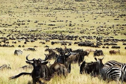 Private 6-Day Wildebeest Migration Safari + Hazdabe Lake Eyasi