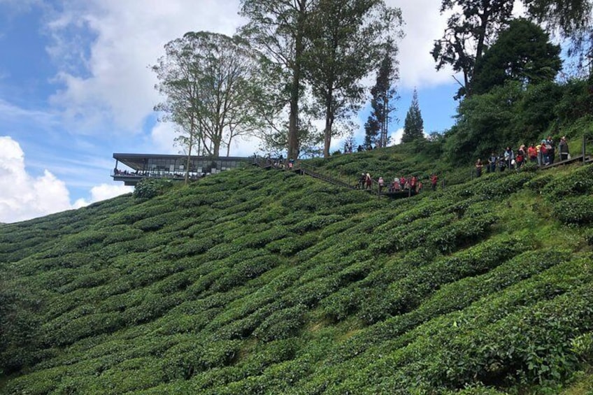 4-Day Cameron Highland and Penang Tour from Kuala Lumpur 